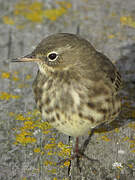 Eurasian Rock Pipit