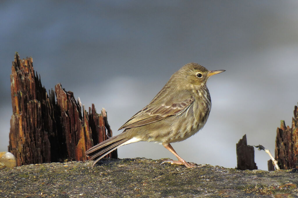 European Rock Pipit