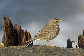 Eurasian Rock Pipit