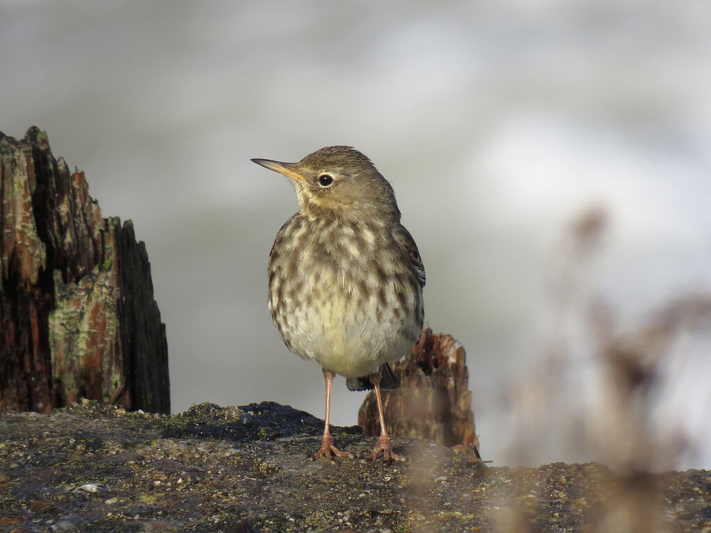 Eurasian Rock Pipit