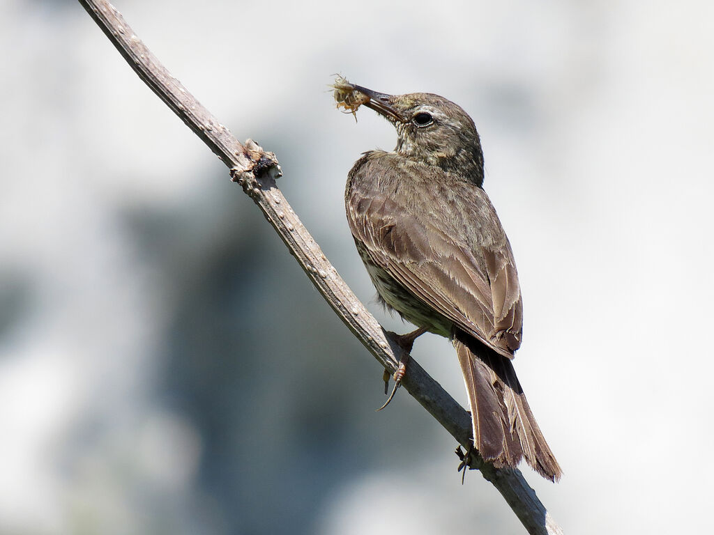 Eurasian Rock Pipit