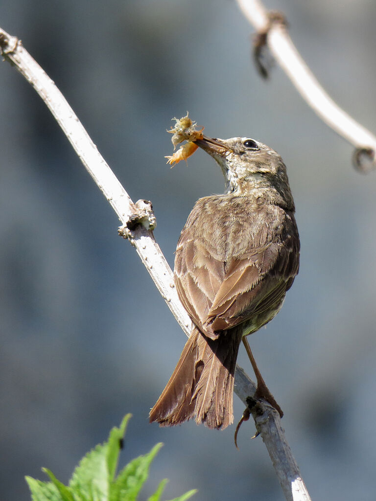 Eurasian Rock Pipit