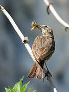 European Rock Pipit