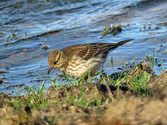 Water Pipit