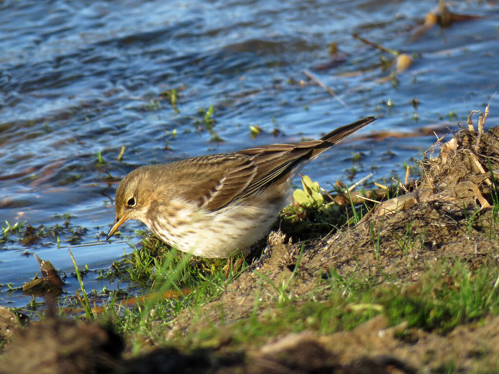 Water Pipit