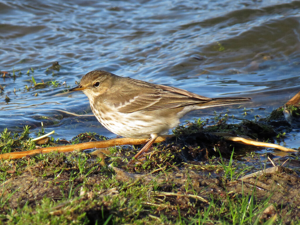 Water Pipit