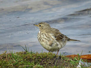 Pipit spioncelle