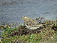 Pipit spioncelle