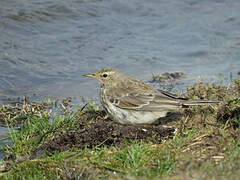 Water Pipit