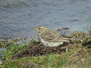 Pipit spioncelle