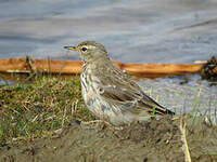 Pipit spioncelle