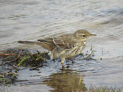 Water Pipit