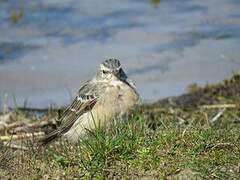 Water Pipit