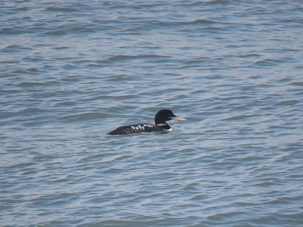 Yellow-billed Loon