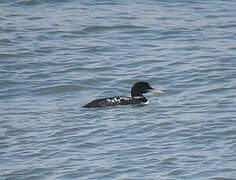 Yellow-billed Loon