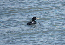 Yellow-billed Loon