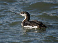 Plongeon arctique