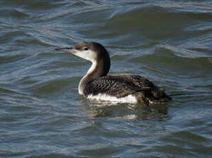 Plongeon arctique