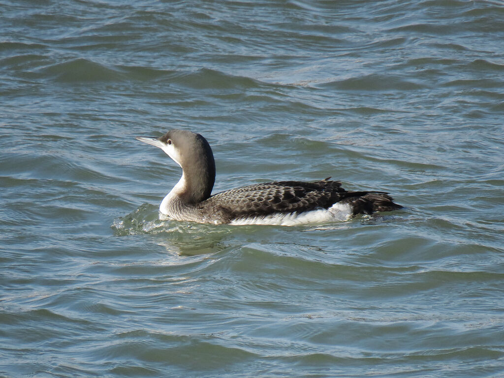 Plongeon arctique