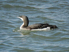 Black-throated Loon