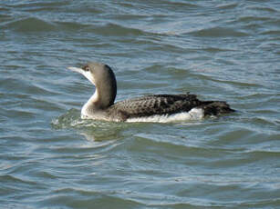 Plongeon arctique