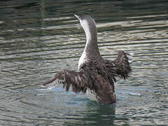 Red-throated Loon