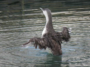 Plongeon catmarin