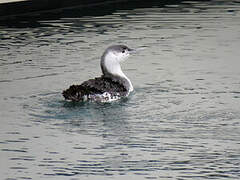 Red-throated Loon