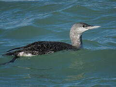 Plongeon catmarin