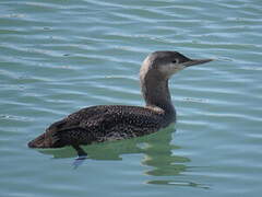 Red-throated Loon