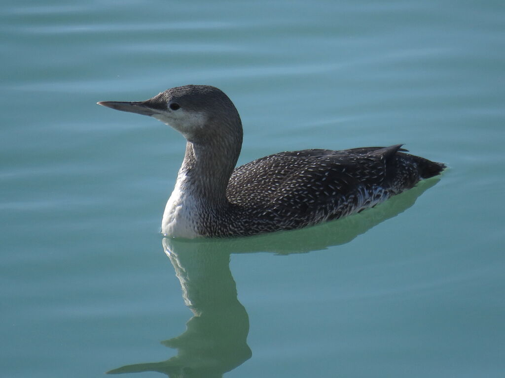 Plongeon catmarin