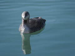 Red-throated Loon