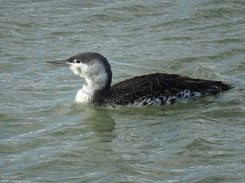 Red-throated Loonadult post breeding