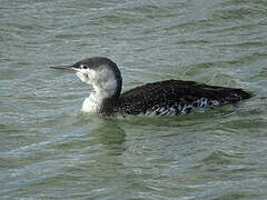 Plongeon catmarin