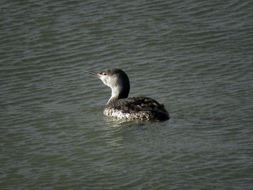 Plongeon catmarin