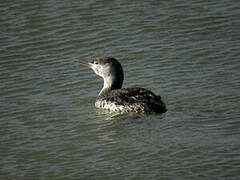 Red-throated Loon