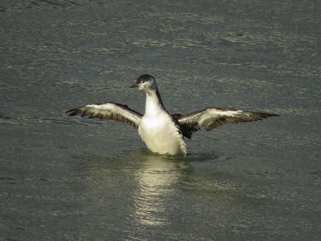 Red-throated Loon