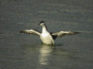 Plongeon catmarin