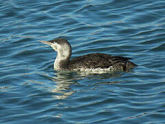 Red-throated Loon