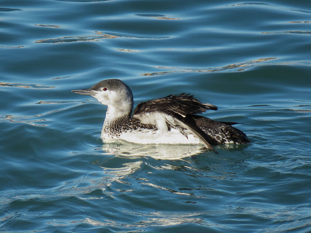 Red-throated Loon