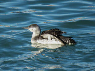 Plongeon catmarin