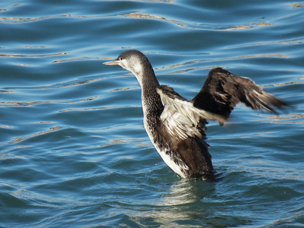 Plongeon catmarin