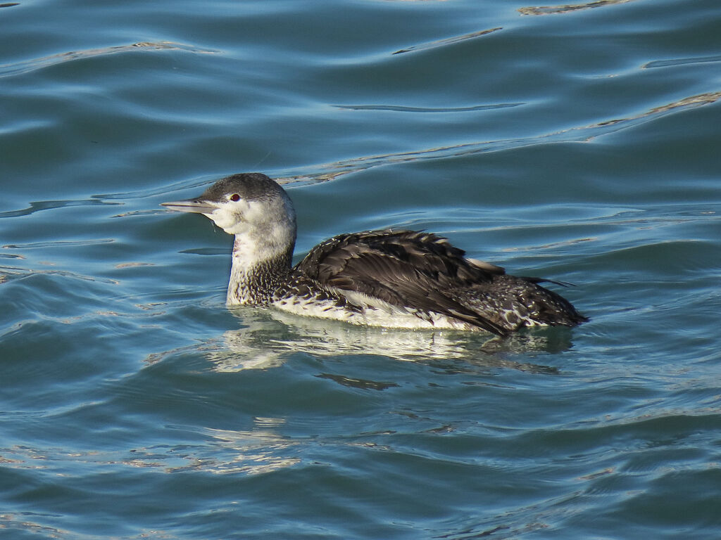 Red-throated Loon