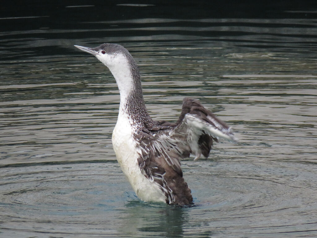 Red-throated Loon