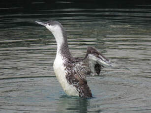 Plongeon catmarin