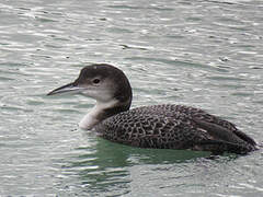 Common Loon