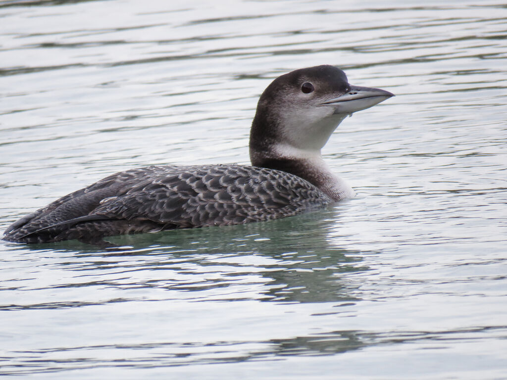 Plongeon imbrin