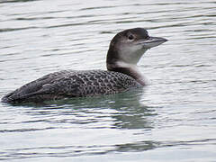 Common Loon