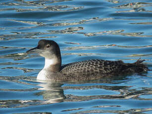 Plongeon imbrin