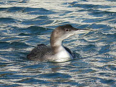 Common Loon